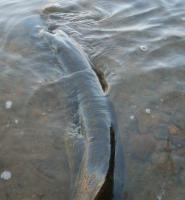 Bifogad bild: 107cm7.8kgedge.jpg